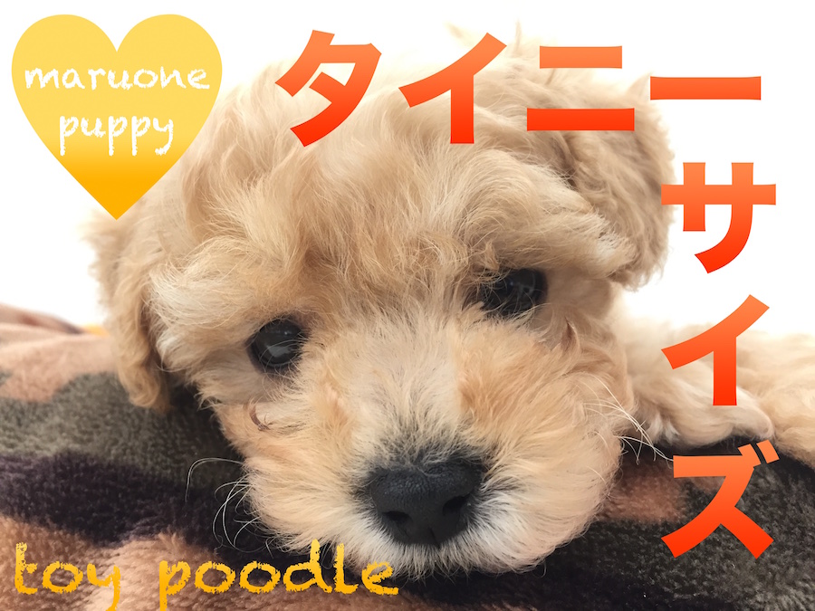 【トイ・プードル】タイニーサイズの優等生!自慢のコントラストは必見!:本羽田店オススメベイビーNo.512511