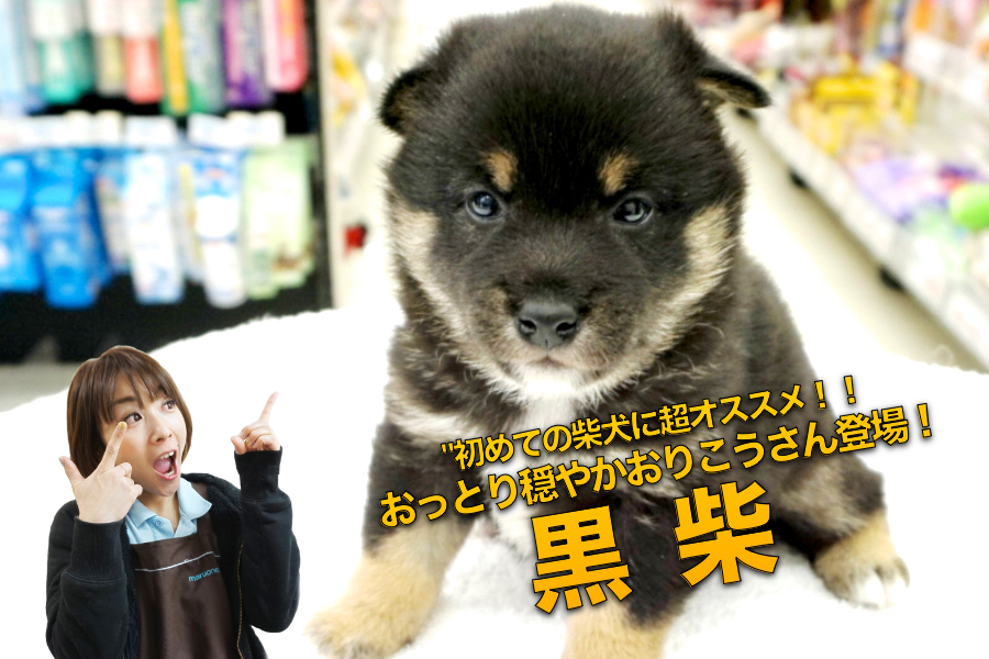 【柴犬】初めての柴犬ライフにおすすめ!!とってもおっとりな性格な黒柴ちゃん♥大倉山店PICK UPベイビーNo.6130677