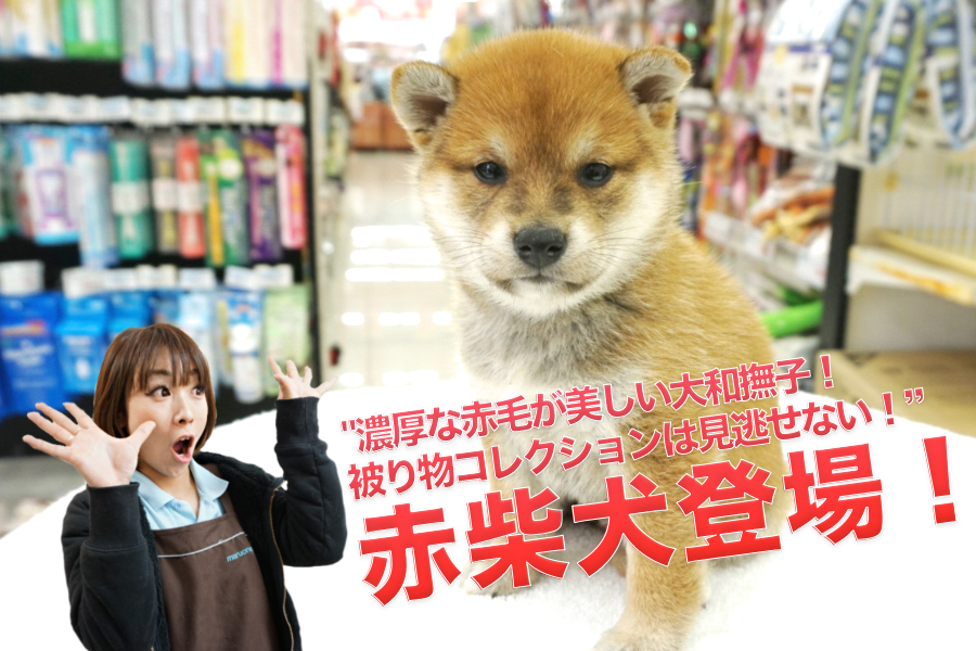 【柴犬】濃厚で鮮やかな赤毛が美しい大和撫子♥被り物コレクションは見逃せない!!：大倉山店PICK UPベイビーNo.6130678
