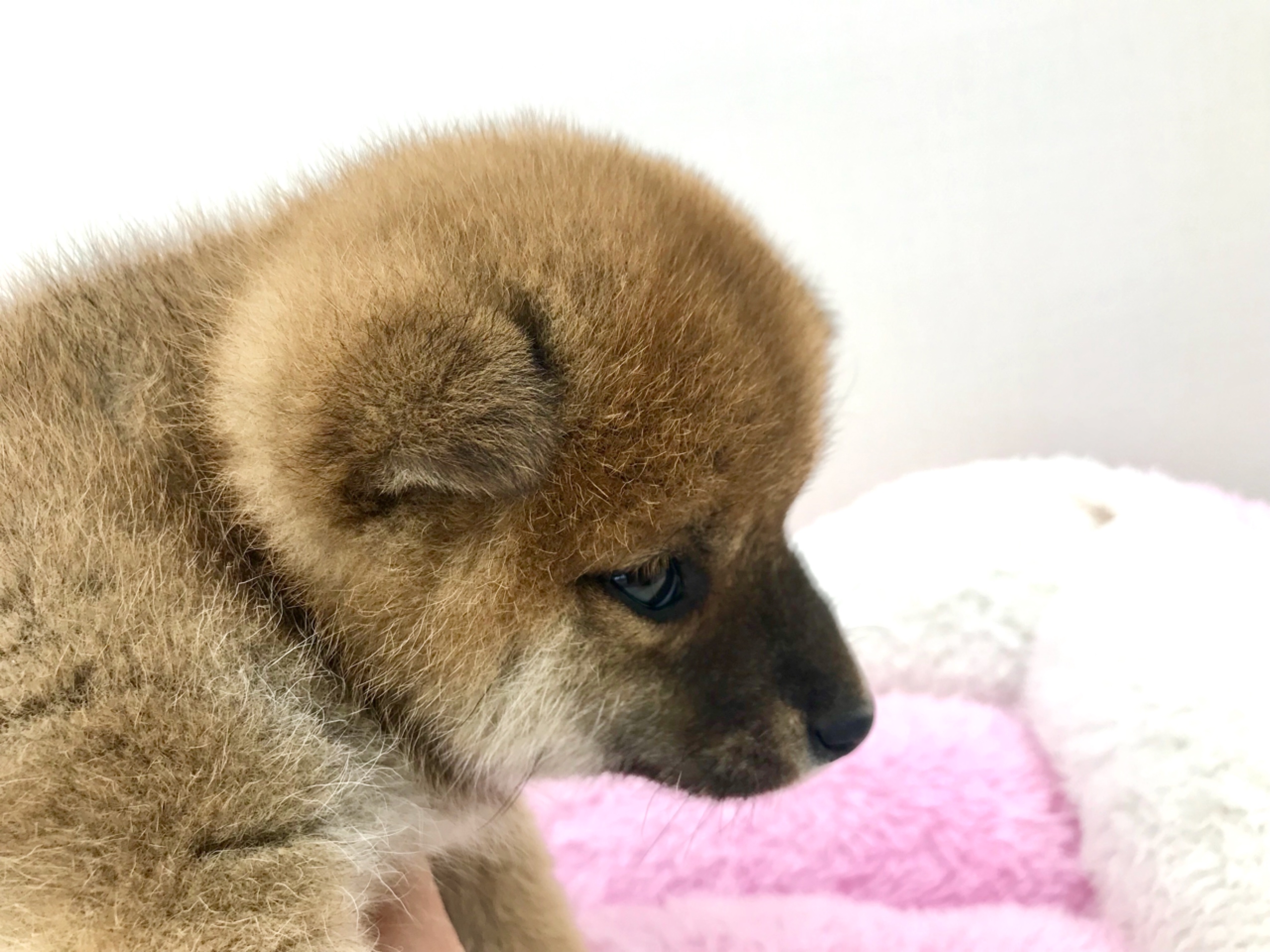生後３ヶ月頃から立ち耳へと成長 | 柴犬 - ペットショップ マルワン本羽田 東京都大田区
