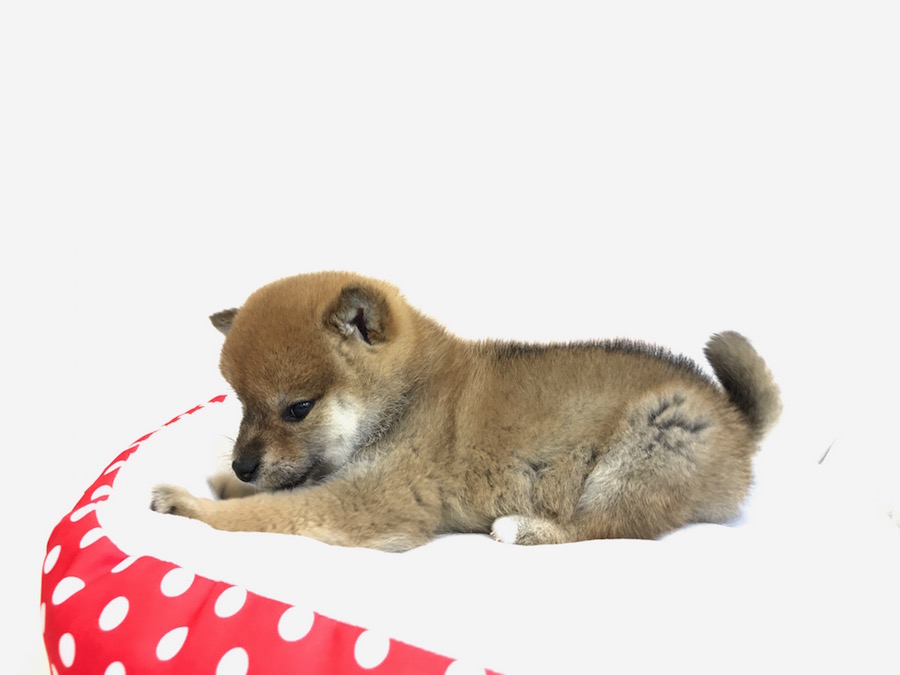 柴犬 - ペットショップ マルワン鶴見 神奈川県横浜市鶴見区