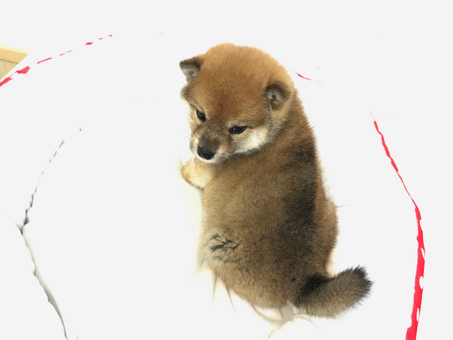 柴犬 - ペットショップ マルワン鶴見 神奈川県横浜市鶴見区