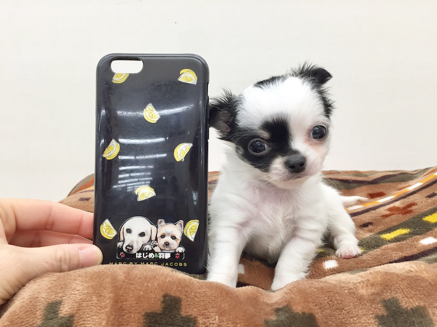 入店時「0.42kg」のスマホサイズ！ | チワワ（ロングコート） - ペットショップ マルワン本羽田 東京都大田区