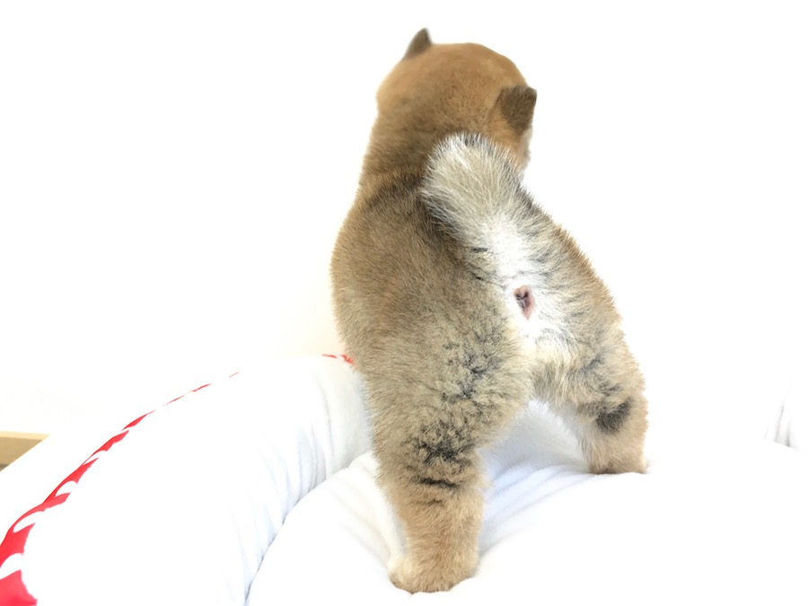 柴犬 - ペットショップ マルワン鶴見 神奈川県横浜市鶴見区