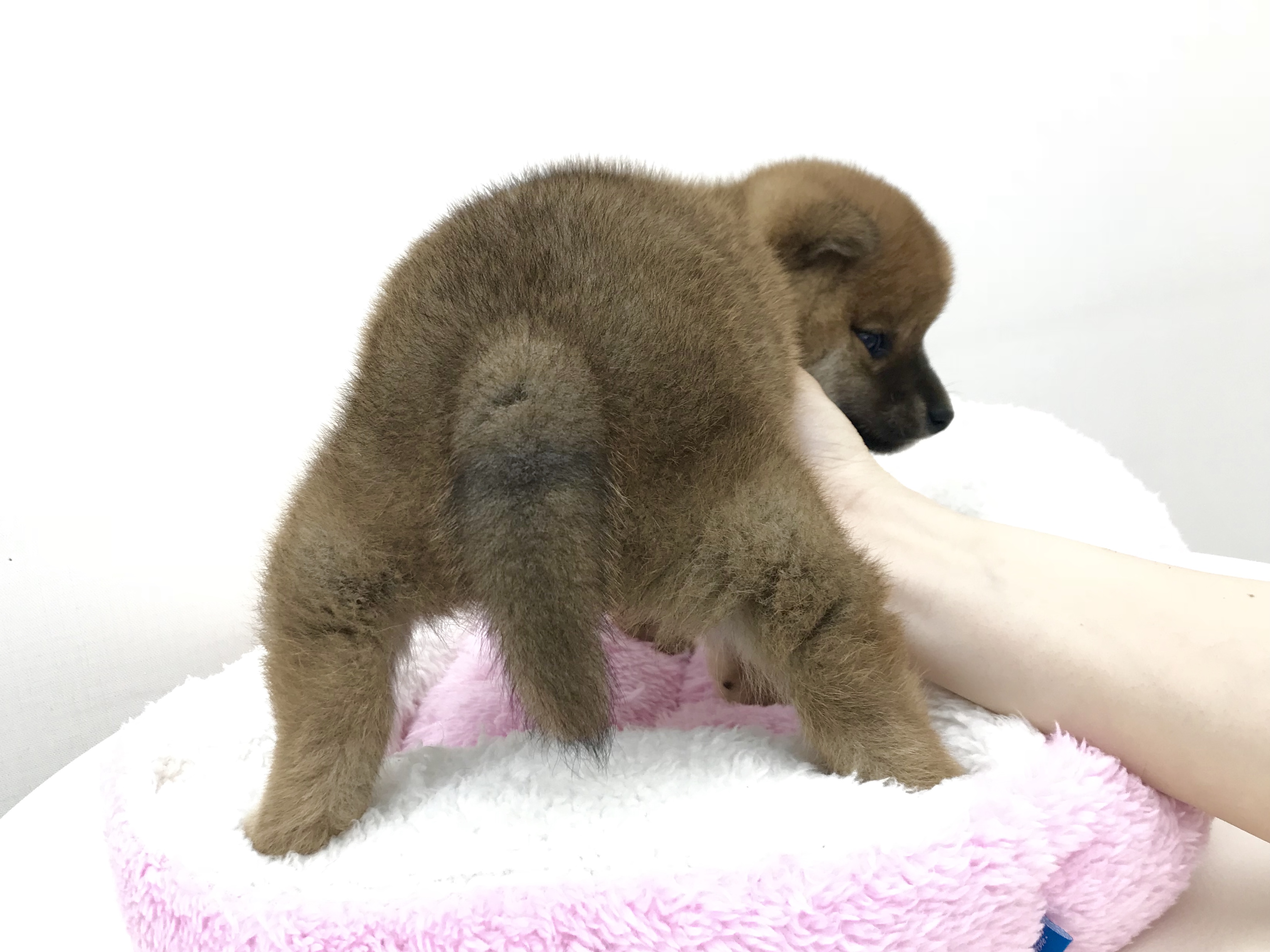 プリティお尻を大公開 | 柴犬 - ペットショップ マルワン本羽田 東京都大田区