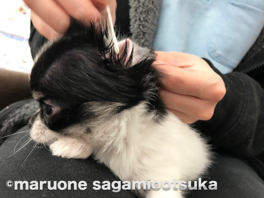 気持ちよさそう | チワワ（ロングコート） - ペットショップ マルワン相模大塚 神奈川県大和市