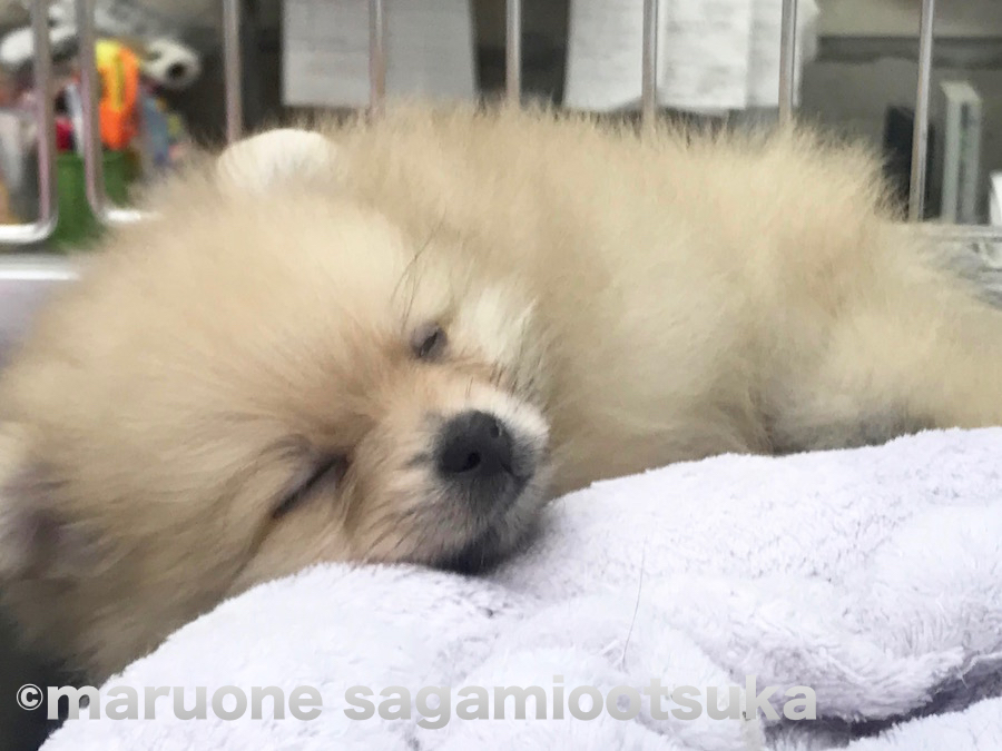 たくさん食べてたくさん寝る | ポメラニアン - ペットショップ マルワン相模大塚 神奈川県大和市