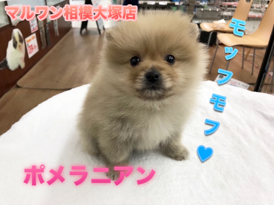 【ポメラニアン】幸せを運ぶポメスマイル♪モフモフ好きなモフラー必見！：マルワン相模大塚店Pick UpベイビーNo.814451