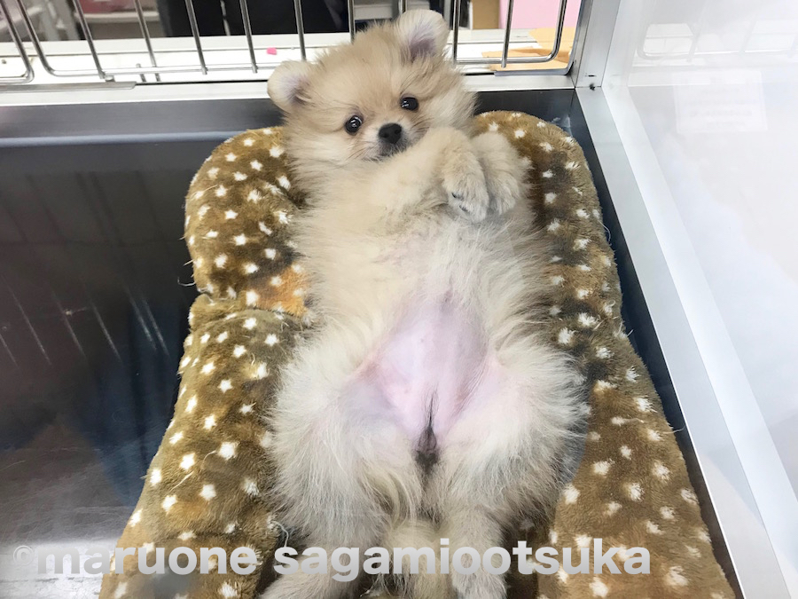 前足を揃えてお行儀よくしていたポンちゃん | ポメラニアン - ペットショップ マルワン相模大塚 神奈川県大和市