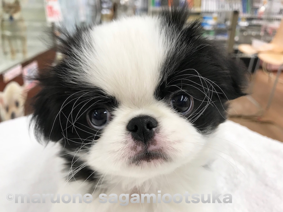狆ってどんなワンちゃん？ | 狆（ちん） - ペットショップ マルワン相模大塚 神奈川県大和市