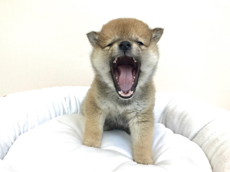 柴犬 - ペットショップ マルワン鶴見 神奈川県横浜市鶴見区