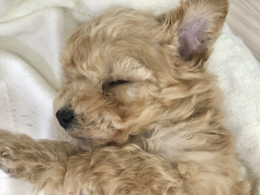 気持ちよさそうに眠ってますよね~ | トイ・プードル - ペットショップ マルワン本羽田 東京都大田区