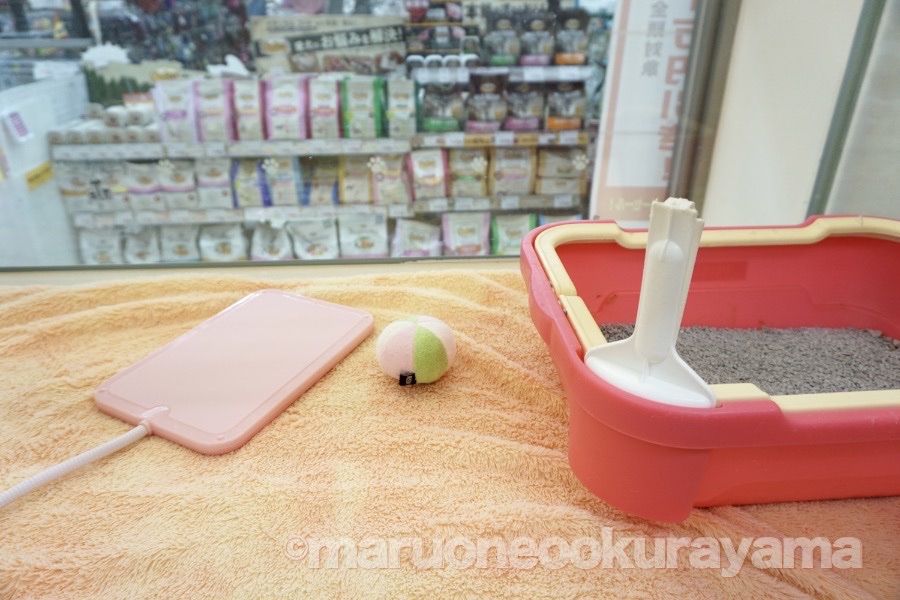 ロシ様のお部屋は横90cm×奥行き60cm | ロシアンブルー - ペットショップ マルワン大倉山 神奈川県横浜市港北区