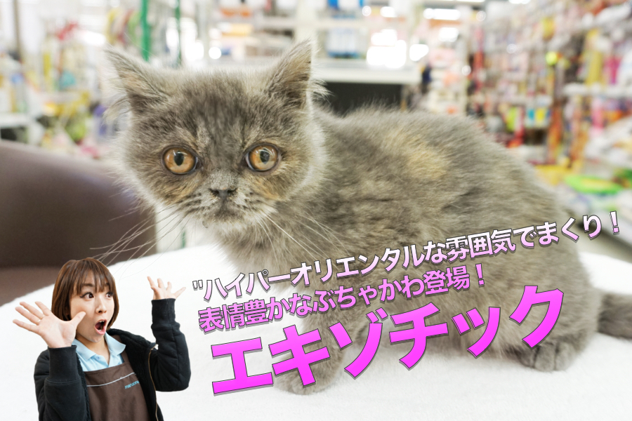 【エキゾチック】ハイパーオリエンタルな雰囲気漂いまくり！表情豊かなぶちゃカワ登場♥：大倉山店PICKUPベイビーNo.6130679