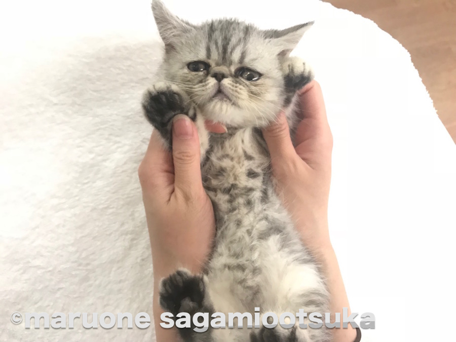 ゴロ～ンとしても無抵抗 | エキゾチック - ペットショップ マルワン相模大塚 神奈川県大和市