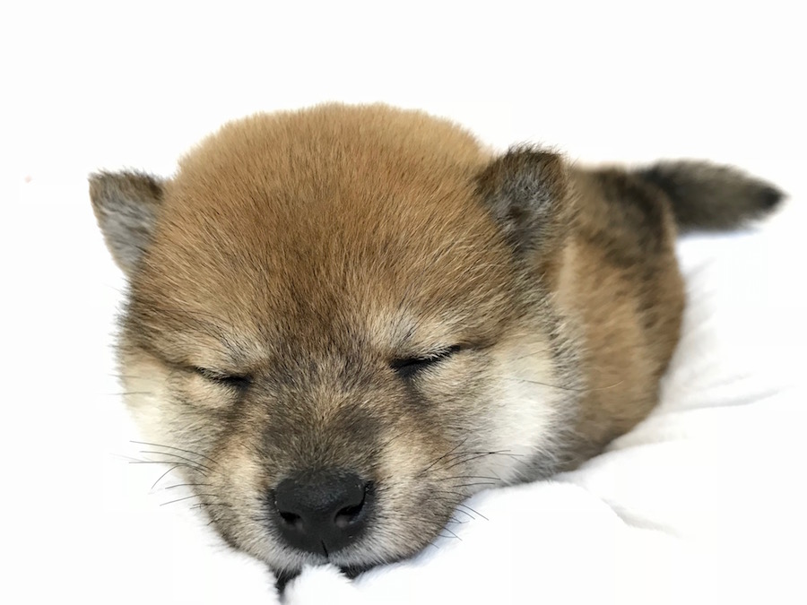 柴犬 - ペットショップ マルワン鶴見 神奈川県横浜市鶴見区