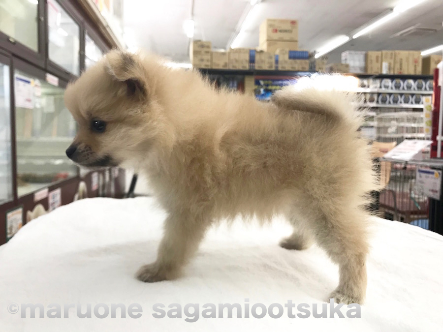 少し垂れたお耳、マズル短め | ポメラニアン - ペットショップ マルワン相模大塚 神奈川県大和市