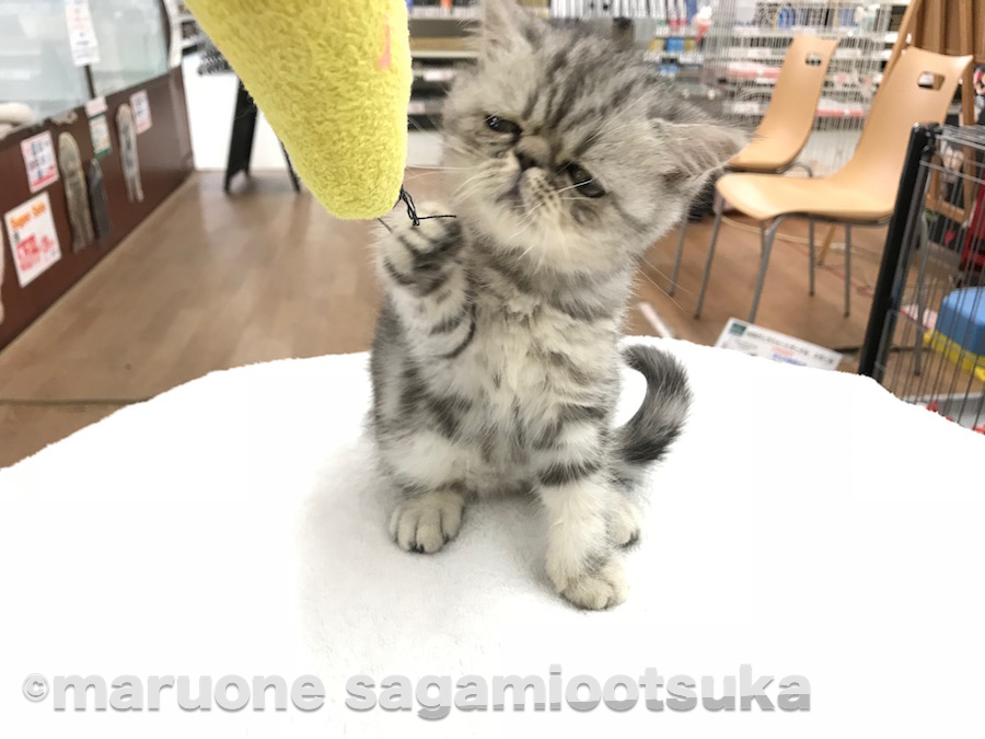 不満そう？でも、本人はとってもゴキゲン | エキゾチック - ペットショップ マルワン相模大塚 神奈川県大和市