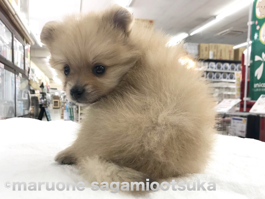 『会いに来てね？？』 | ポメラニアン - ペットショップ マルワン相模大塚 神奈川県大和市