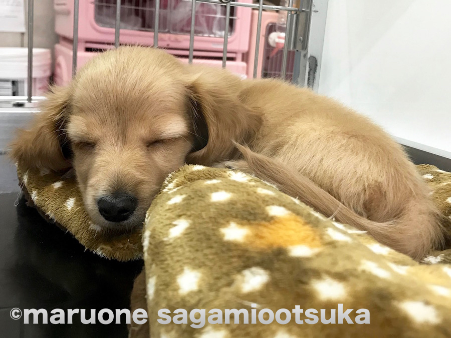 天使の寝顔 | ミニチュア・ダックスフント - ペットショップ マルワン相模大塚 神奈川県大和市