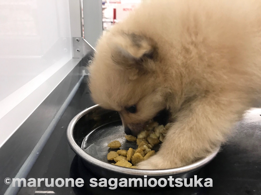 食欲旺盛なポンちゃん | ポメラニアン - ペットショップ マルワン相模大塚 神奈川県大和市