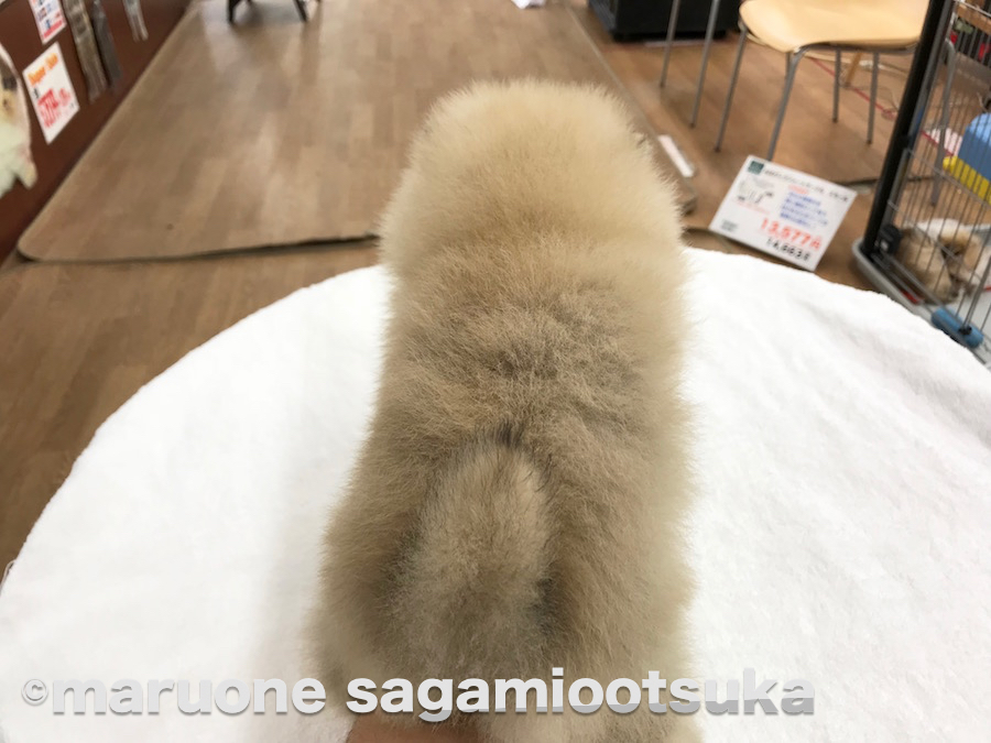 見てください、この凹凸のないシルエットを！ | ポメラニアン - ペットショップ マルワン相模大塚 神奈川県大和市