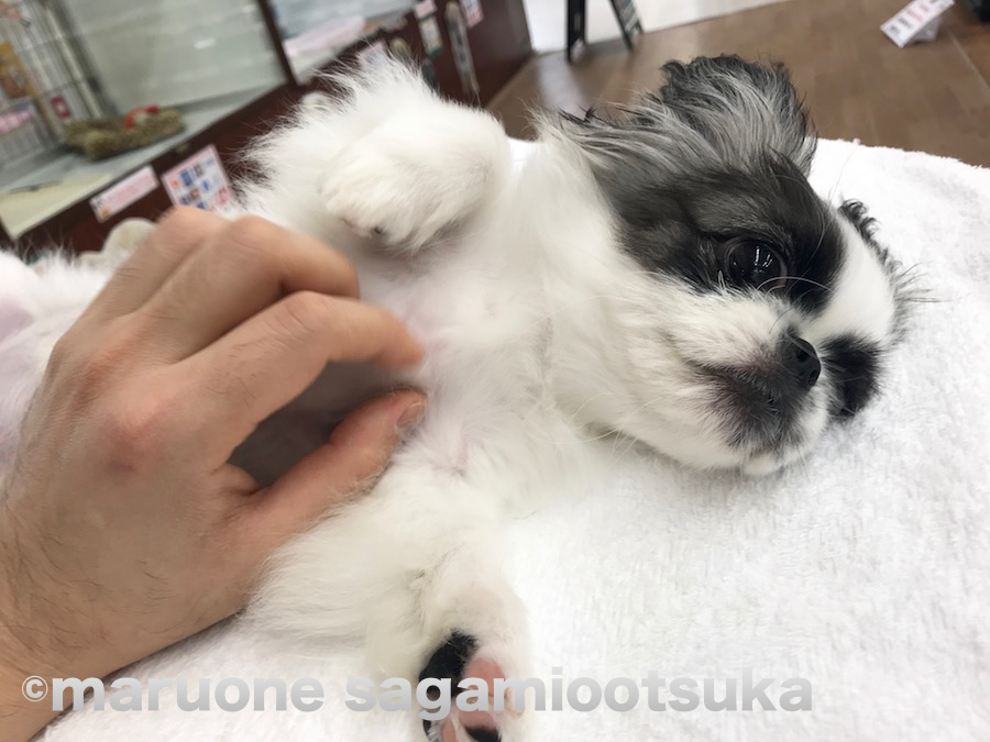 ペキちゃんは、お腹を出して撫でられるのが大好き♪ | パンダ柄のワンちゃんチーム - ペットショップ マルワン相模大塚 神奈川県大和市