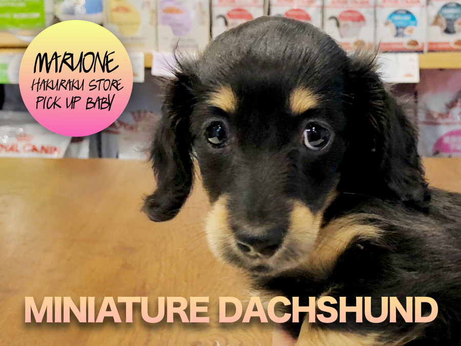 【ミニチュア・ダックスフント】大人気カラーのなまら可愛いダックスちゃんがやってきた♡:白楽店ピックアップベイビーNo.11550