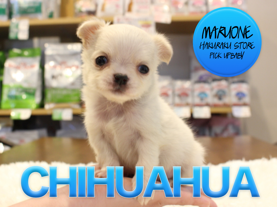 【極小チワワ】白い妖精の登場!!!あなたの元へ幸せとワンライフを運びます♡:白楽店PICK UPベイビー！No.11553