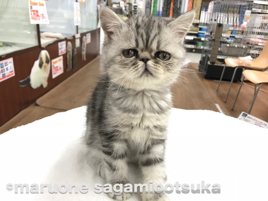 ペチャ顔界のスーパースター！ | エキゾチック - ペットショップ マルワン相模大塚 神奈川県大和市