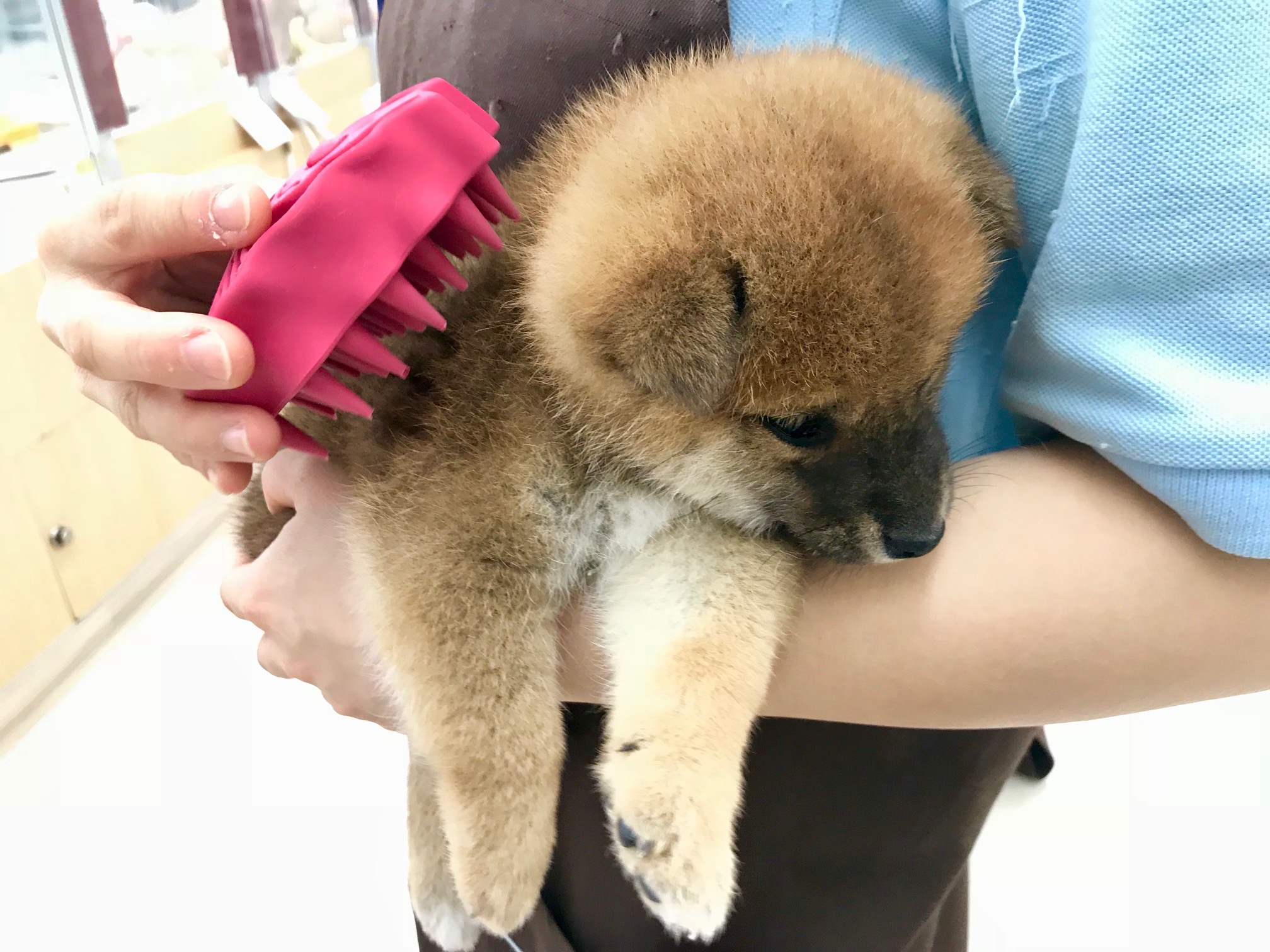 大好きなブラッシングの時間だ～♡ | 柴犬 - ペットショップ マルワン本羽田 東京都大田区
