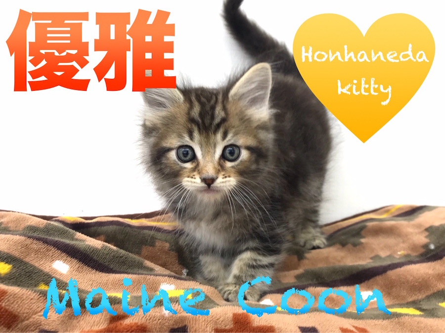 【メインクーン】みんなの虜間違いなし！美しい被毛は超必見！☆本羽田店PICK UPベイビー！No.512518