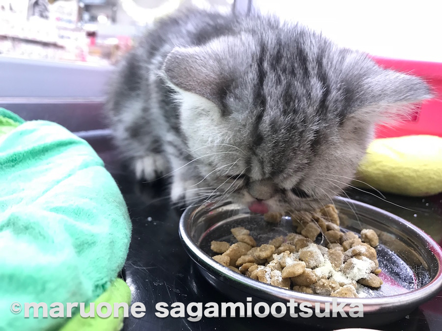 ご飯を食べる時はとにかく一生懸命 | エキゾチック - ペットショップ マルワン相模大塚 神奈川県大和市