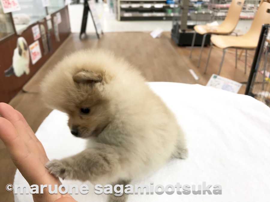 ポメちゃん得意技のハイタッチ | ポメラニアン - ペットショップ マルワン相模大塚 神奈川県大和市