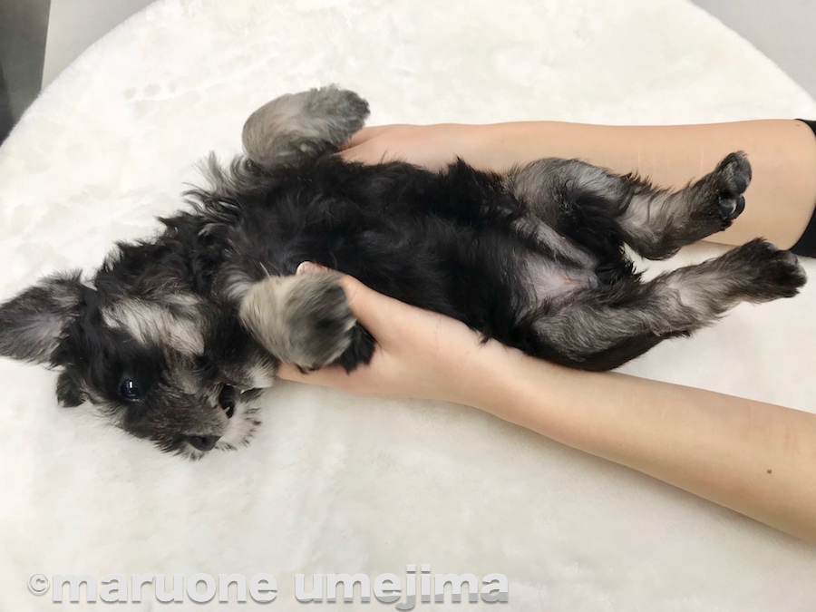 へそ天ポーズ | ミニチュア・シュナウザー - ペットショップ マルワン梅島 東京都足立区