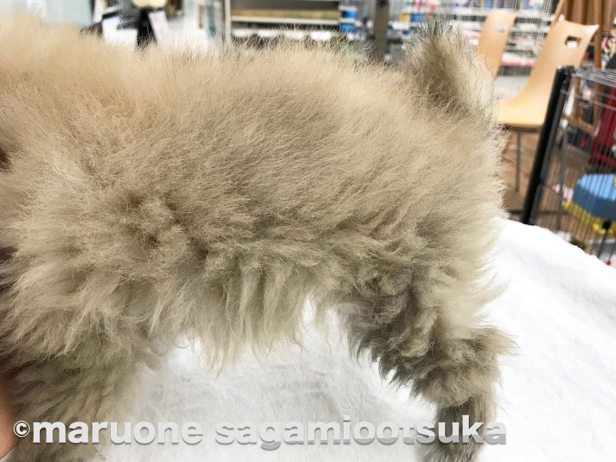 ブラシ前の写真 | ポメラニアン - ペットショップ マルワン相模大塚 神奈川県大和市