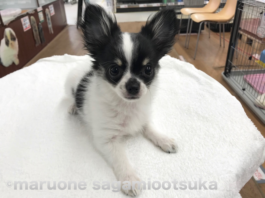 麻呂眉がアクセントで潤んだ瞳のチワワちゃんはジーッと見つめるのが得意技♪ | パンダ柄のワンちゃんチーム - ペットショップ マルワン相模大塚 神奈川県大和市