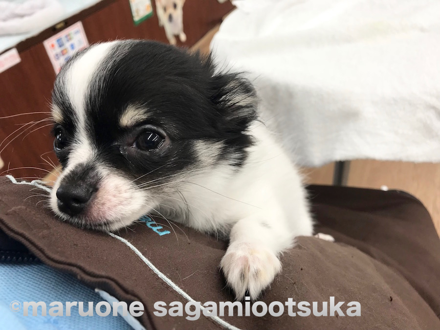 甘え上手のチワワちゃんはここでも本領発揮。 | パンダ柄のワンちゃんチーム - ペットショップ マルワン相模大塚 神奈川県大和市
