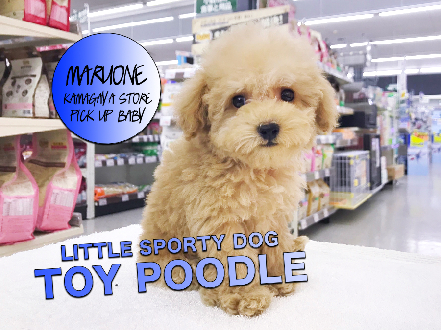 【トイ・プードル】ルックス抜群のLITTLE SPORTY DOG!：鎌ケ谷店PICK UPベイビーNo.117143