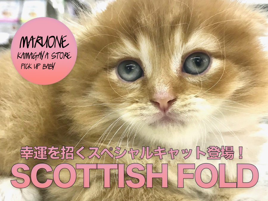 【スコティッシュ・フォールド】究極の垂れ耳！！幸運を招くスペシャルキャットがやってきた！：鎌ヶ谷店PICK UPベイビーNo.117149