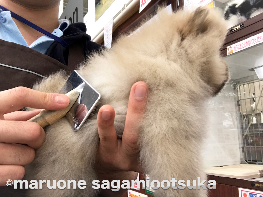 スリッカーブラシでお手入れ | ポメラニアン - ペットショップ マルワン相模大塚 神奈川県大和市