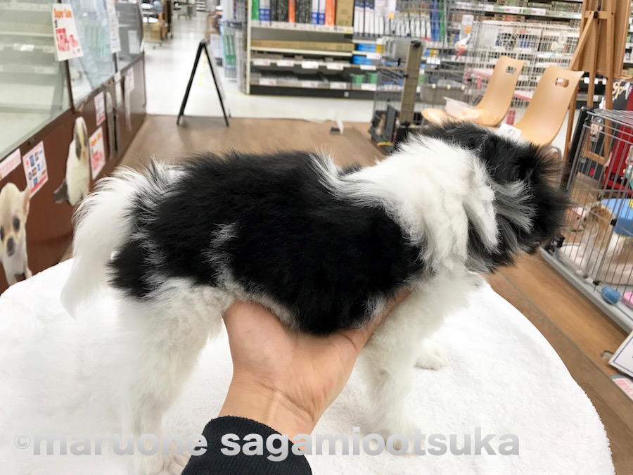 足はスラリと長めの美脚 | 狆（ちん） - ペットショップ マルワン相模大塚 神奈川県大和市