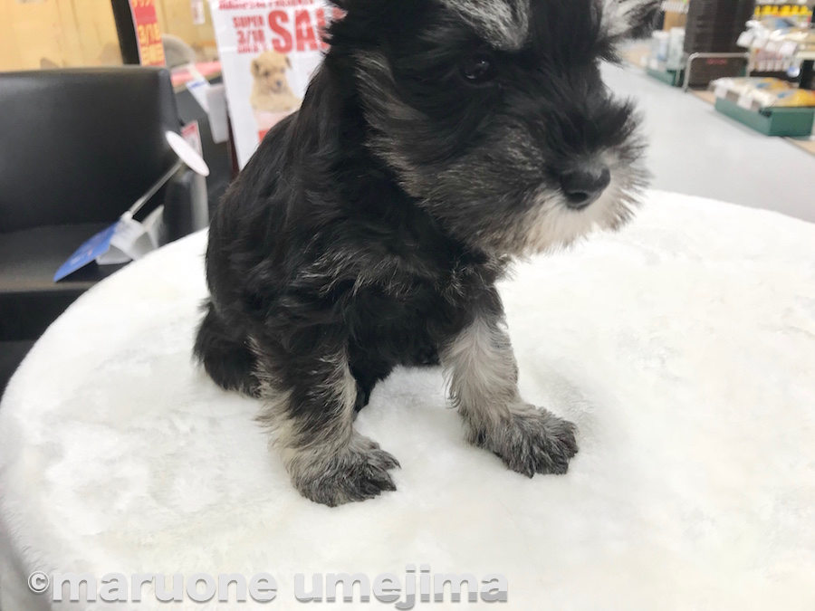 シュナちゃんのチャームポイント | ミニチュア・シュナウザー - ペットショップ マルワン梅島 東京都足立区