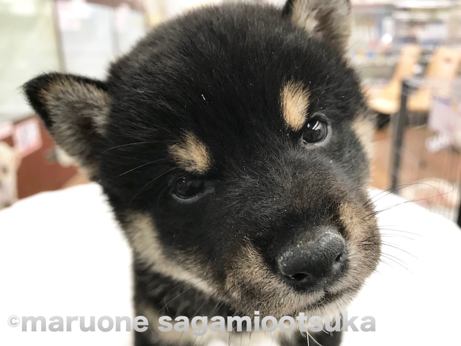 黒柴くんとの生活 | 柴犬（814456） - ペットショップ マルワン相模大塚 神奈川県大和市
