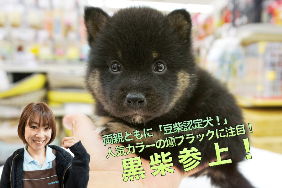 【柴犬】両親ともに「豆柴認定」!人気カラーの燻ブラックも注目!!：大倉山店PICKUPベイビーNo.6130682