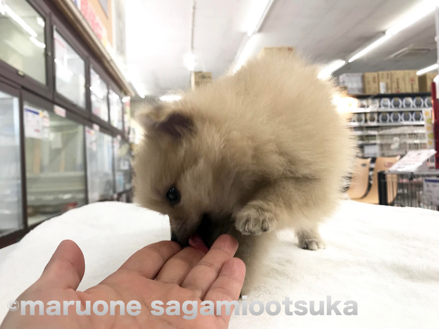人懐っこい性格 | ポメラニアン - ペットショップ マルワン相模大塚 神奈川県大和市