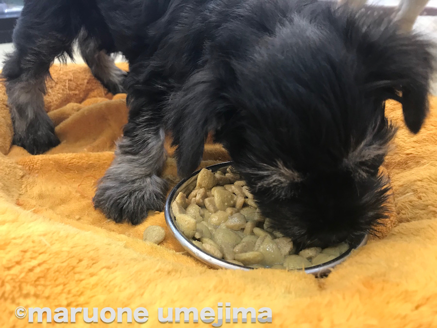 ご飯タイム | ミニチュア・シュナウザー - ペットショップ マルワン梅島 東京都足立区