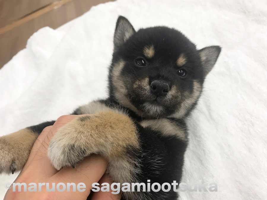 触れ合い＝トレーニング | 柴犬（814456） - ペットショップ マルワン相模大塚 神奈川県大和市