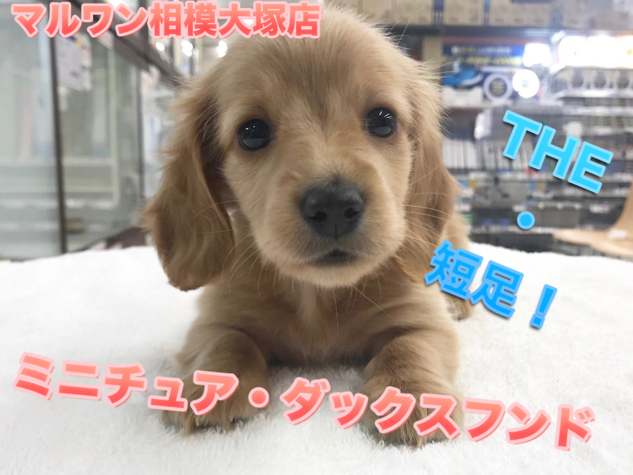 【ミニチュア・ダックスフント】輝く瞳でアナタをロックオン！アクティブ系の短足さん♪：マルワン相模大塚店 Pick UpベイビーNo.814453