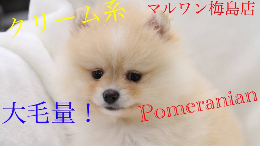 【ポメラニアン】超必見！焦がしクリームなベリースウィートフェイスの登場！：梅島店オススメベイビーNo.119104